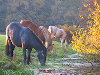Herfst in het Houdringebos, De Bilt