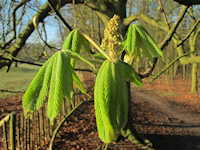 Lente in het Houdringebos, De Bilt