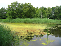Zomer in het Houdringebos, De Bilt