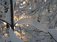 Winter in het Houdringebos, De Bilt