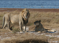 Specials, Zambia, Liuwa Plain, 4 juli 2010