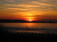 Oostvaarders plassen - 11 januari 2009